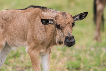 Baby Wildebeest