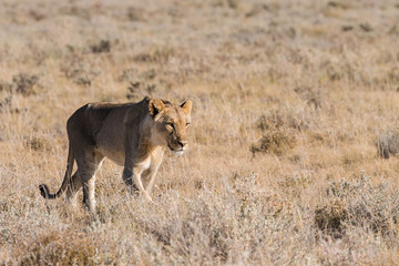 Naklejka na ściany i meble Female Lion walking alone