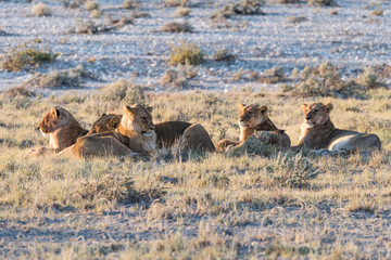 Lion Group in Etosha