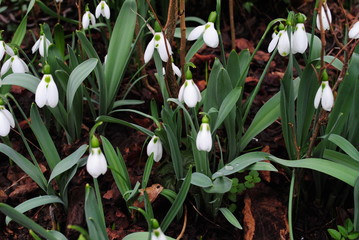 Schneegl&ouml;ckchen