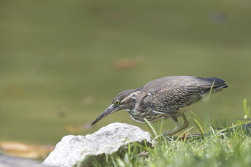 Striated Heron, also called Little Heron,  adult fishing beside a lake, East Coast Park, Singapore.