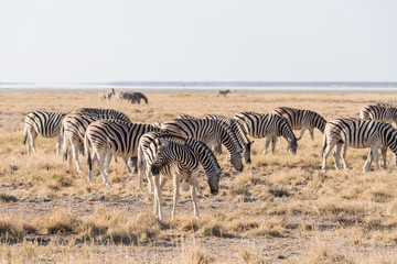 Fototapeta na wymiar Zebra Group Etosha