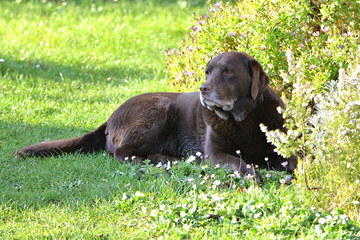 Labrador chocolat allong&eacute; dans l'herbe