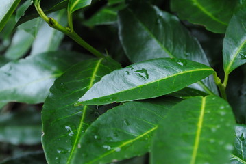 Grüne Blätter mit Regentropfen