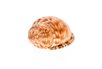 Helmet sea shell - Galeodea echinophora. Empty house of sea snai