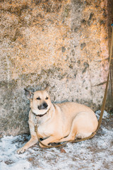 Mixed Breed Medium Size Brown Dog Close Up