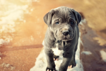 Grey Neapolitan Mastiff puppy © andreaobzerova