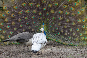 Pfau beim Balztanz mit zwei Hennen