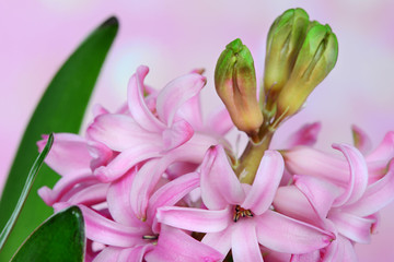Pink hyacinth closeup