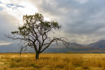 Fototapeta premium New Zealand Landscape