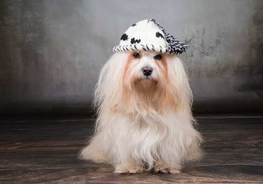 Hund Havaneser mit Mütze