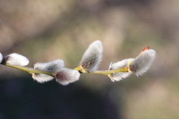 Fluffy buds on a willow twig © chermit