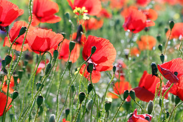 Poppies flower field spring season