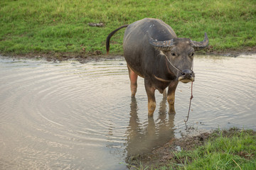 Buffalo defecate in water