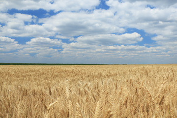 Wheat field against a blue sky