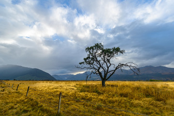 Landscape of New Zealand