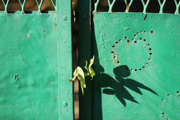 Leaves popping out through the green rusty gate with apple decoration in full sunlight