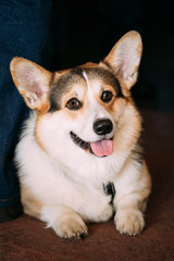 Close up portrait of young funny Welsh Corgi dog