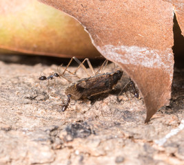 ants carrying dead bug
