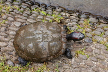 Fresh water turtle. Trachemys scripta elegans – Red-eared slider;
