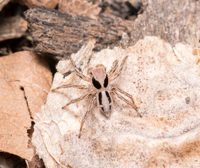 ants carrying dead bug
