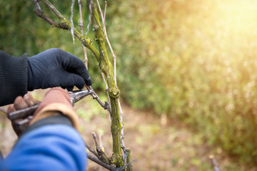 Senior man pruning a wine grape vineyard in his garden