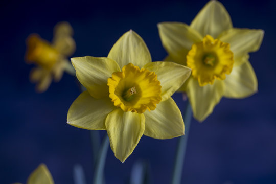 Narcissus