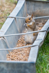Grey Squirrel feeding in farm trough