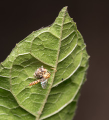 bee