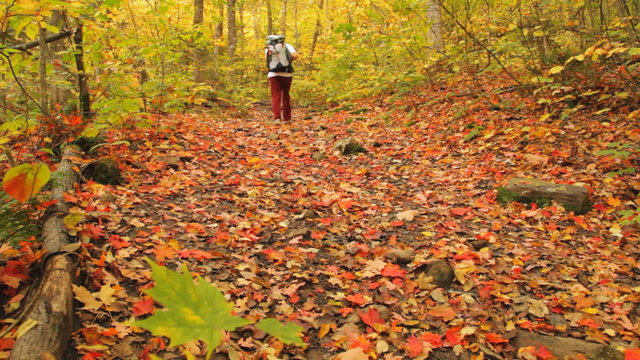Locked down view of a hiker walking on a forest trail with hundreds of red maple leaves lying on the ground.