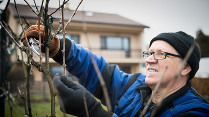 Senior man pruning a wine grape vineyard in his garden