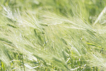 Close up of fresh green wheat plants in field