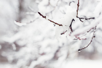 Tree branches covered in snow, winter abstract background