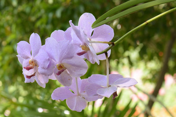 orchids is considered the queen of flowers in Thailand