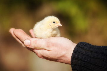 Little chick sitting on the human palm