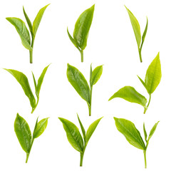 green tea leaf isolated on white background