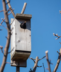 a starling in birdhouse at spring