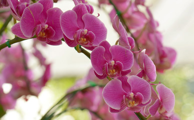 Fototapeta na wymiar orchids is considered the queen of flowers in Thailand