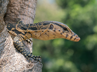 baby Varanus salvator