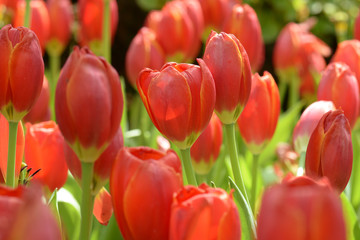 close up of red tulips with beautiful blur background