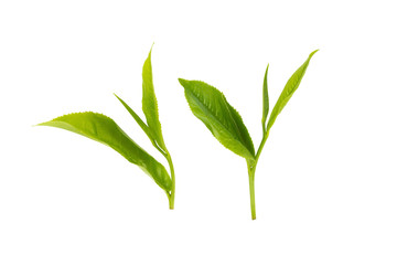 green tea leaf isolated on white background