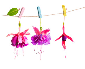 beautiful hybrid of fuchsia flowers handing on rope with colorfu