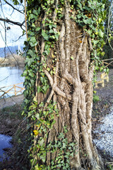 Plants  covered tree trunk