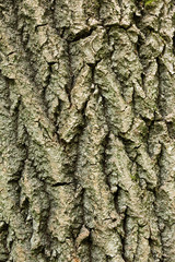 Текстура дерева.