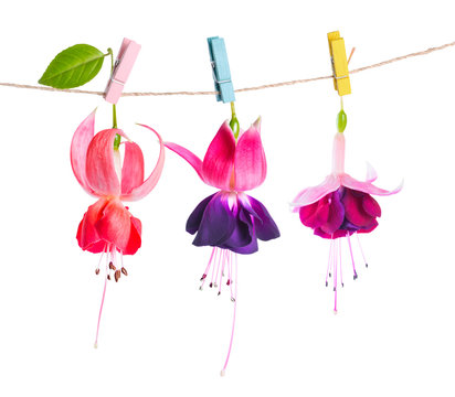 beautiful fuchsia flowers handing on rope with colorful clothesp
