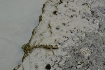 mudskipper in Thailand