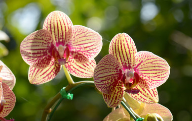 orchids is considered the queen of flowers in Thailand