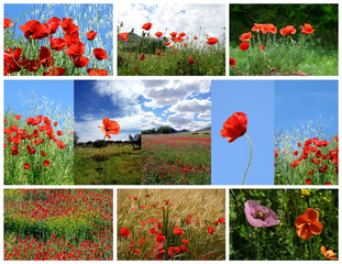 collage made of poppy flowers