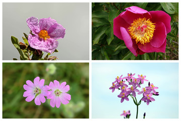 collage made up of pink wildflowers