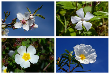 collage made up of white flowers